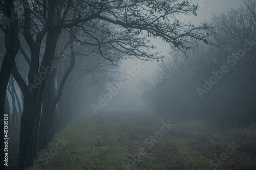 The claws of the black branches grab the wisps of fog