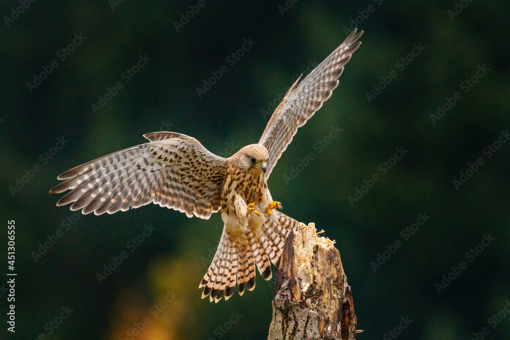 European kestrel, Falco tinnunculus, landing on old rotten trunk. Female of bird of prey with widely spread wings in flight. Wildlife scene from autumn nature. Also known as Old World kestrel. - obrazy, fototapety, plakaty 