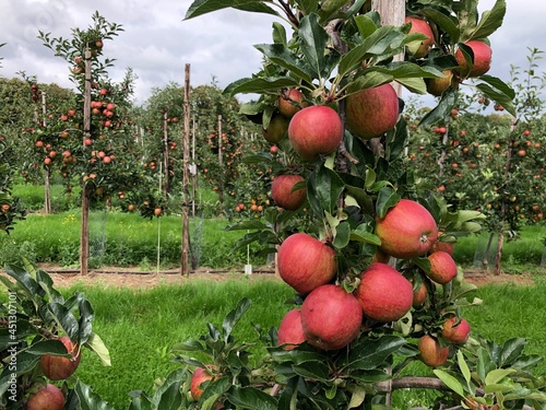 Gala apples in a commercial orchard