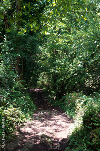 Forest road dotted with cobbles on a sunny day