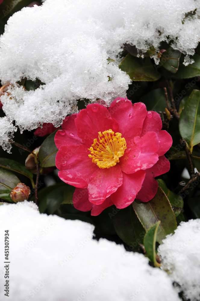 冬椿 Stock Photo Adobe Stock