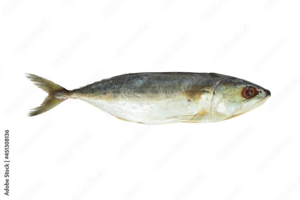 Short mackerel fish isolated on white background. Short mackerel fish isolated on white background.