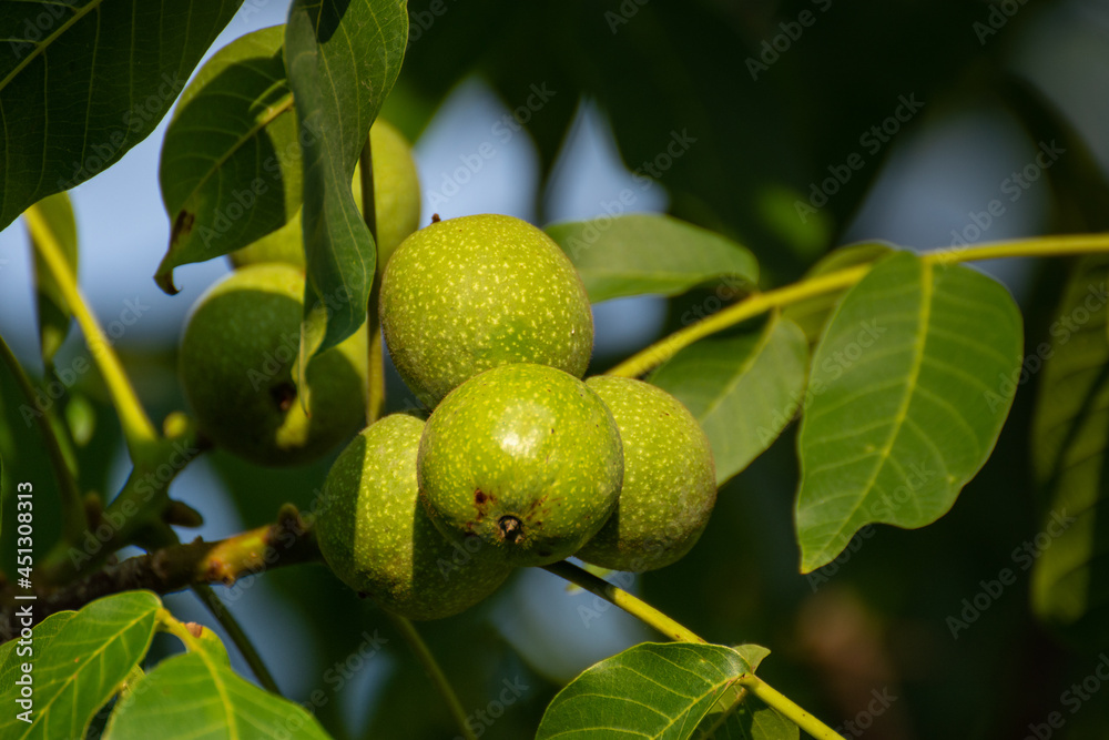 green walnuts in a walnut tree in July, Romania