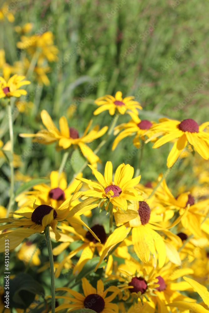 Fototapeta premium yellow flowers in the garden