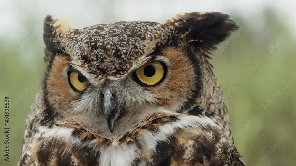 Great horned owl in the wind slow motion Great horned owl in the wind slow motion