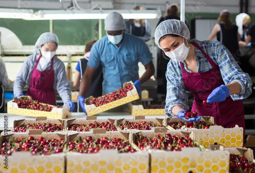 Asian professional female worker in face mask controlling quality of organic cherry in boxes at warehouse photo