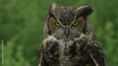 Great horned owl close up in the forest