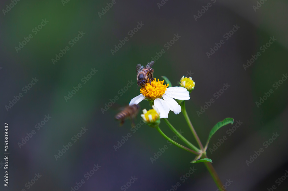 bee on flower in garden bee on flower in garden
