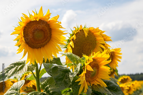 Blooming sunflowers natural background  close-up.