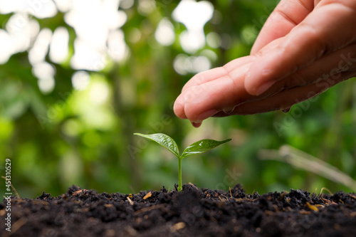Caring and watering baby plants growing on fertile soil with blurred green nature background.