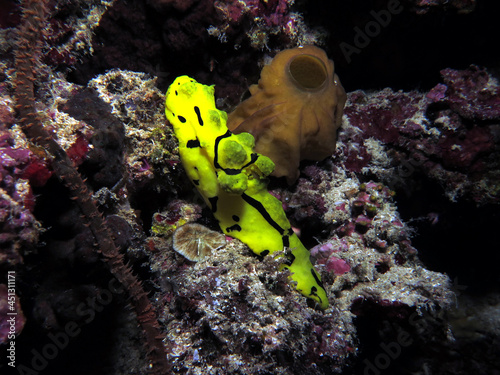 Minor Notodoris nudibranch also known as Banana nudibranch on corals Cebu Philippines photo