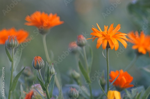 Photo of calendula flowers on the background of a meadow and other calendula plants. Rich colors from yellow to red on a green background.