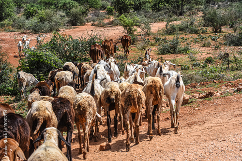 A herd of goats and cows tended by Maasai pastoralists are moved to vegetation in the dry central Kenyan landscape. 