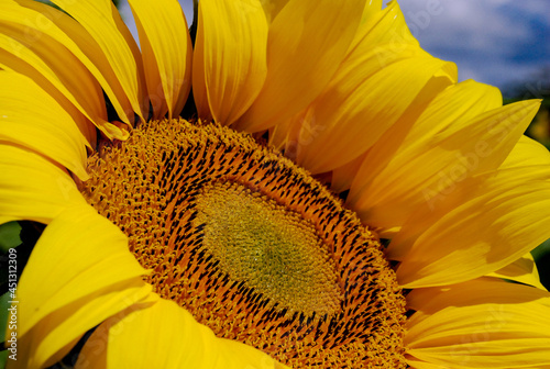 close up of sunflower