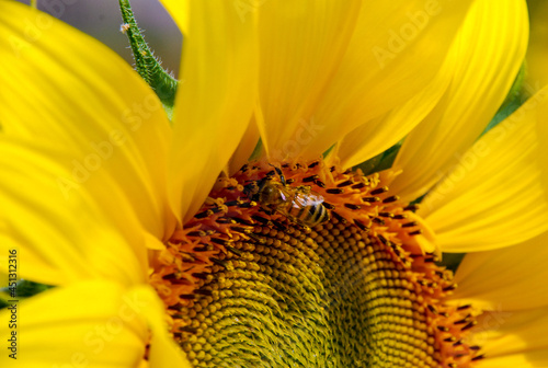bee on sunflower