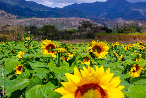 sunflowers in the mountains