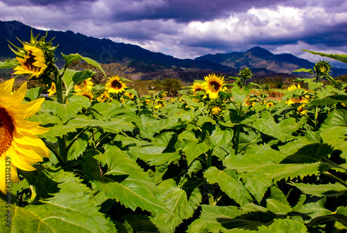 sunflowers in the mountains