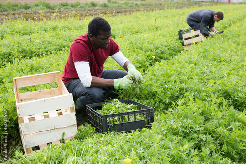 African-american worker harvesting green mizuna (Brassica rapa nipposinica laciniata) in the garden photo