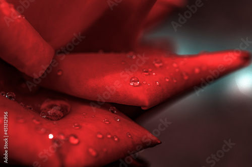water drops on red rose
