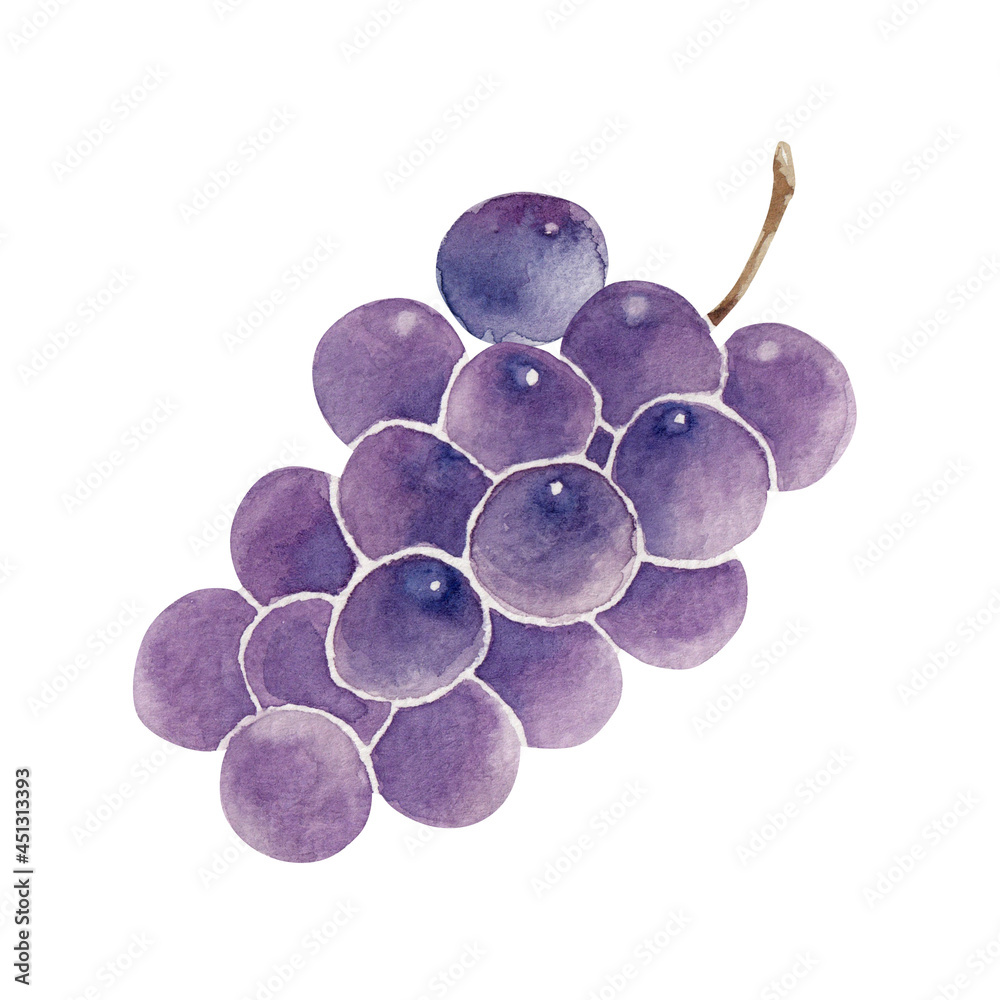 ブドウ 秋 果物 フルーツ 水彩 イラスト Stock Illustration Adobe Stock