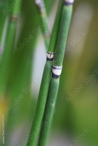 Horsetail is used to create waterside scenery in Japanese gardens. 