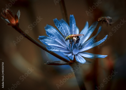 Green sweat bee on a blue flower photo