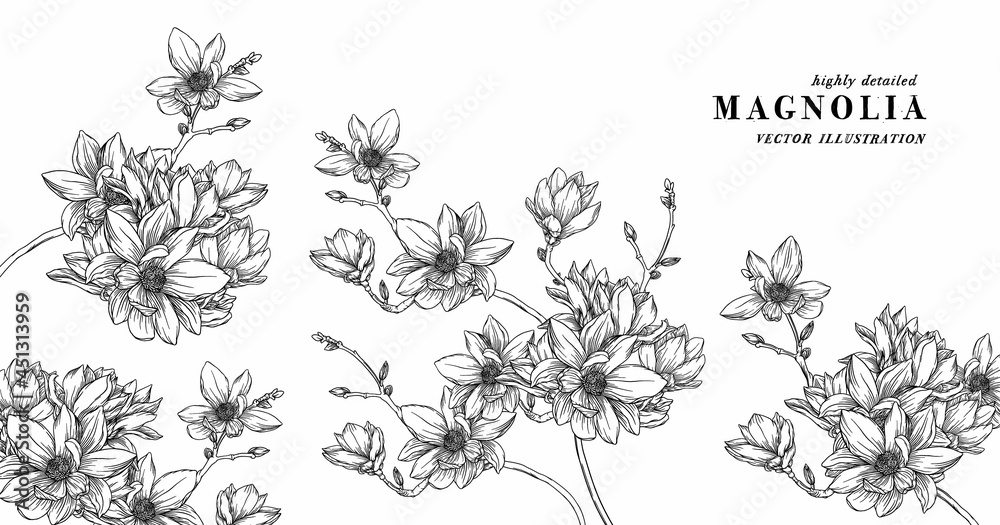 Hand Drawn Magnolia Floral Botany Collection. Magnolia Flower Drawings. Line Art on Backgrounds. Hand Drawn Engraving Botanical Illustrations.