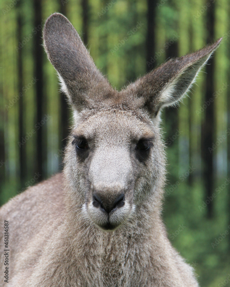 close up of the head of a kangaroo in zoo close up of the head of a kangaroo in zoo
