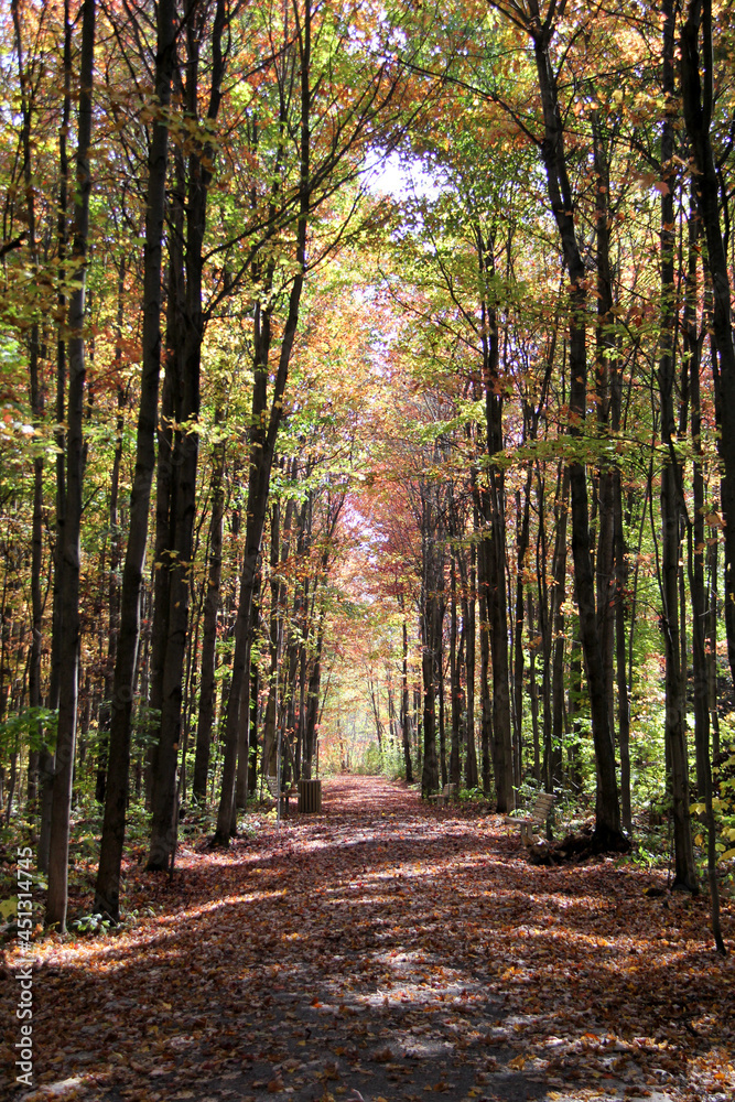 path in the forrest with autumn trees path in the forrest with autumn trees