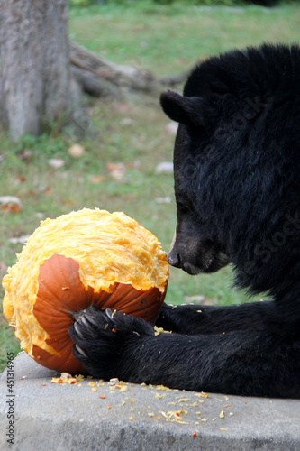 Black bear eating a pumpkin for halloween