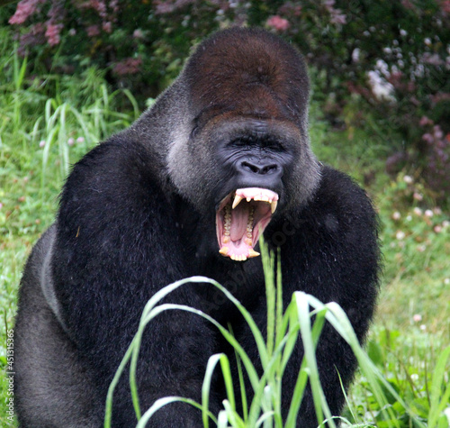 gorilla screaming
