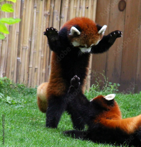 Obraz na płótnie red pandas playing and fighting w salonie
