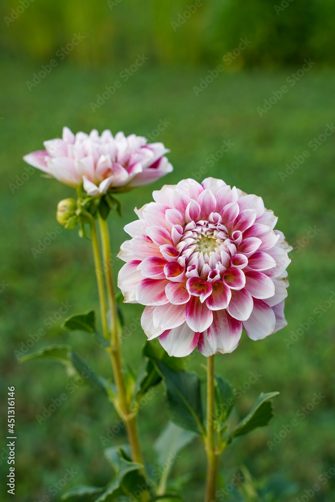 Purple and white dahlia flowers growing outdoors. Purple and white dahlia flowers growing outdoors.