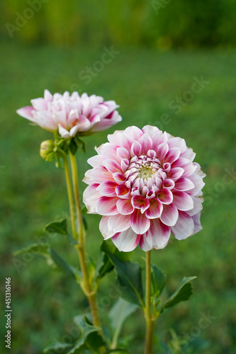 Purple and white dahlia flowers growing outdoors.