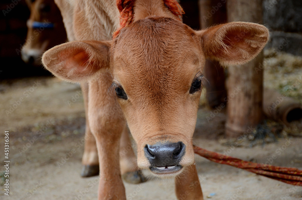 closeup the red color small cow calf animal with tied over out of focus brown background. closeup the red color small cow calf animal with tied over out of focus brown background.