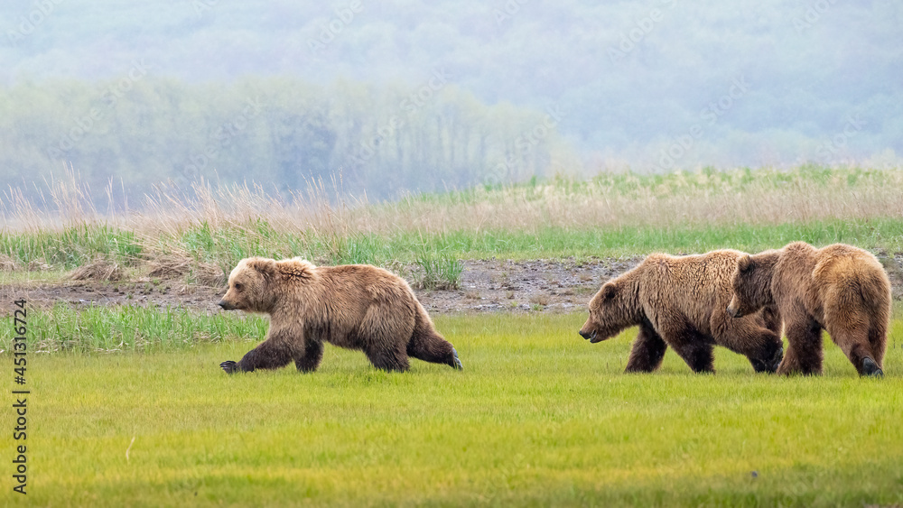 Three Alaska Peninsula Brown Bear or Coastal Brown Bear Juveniles at Play Three Alaska Peninsula Brown Bear or Coastal Brown Bear Juveniles at Play