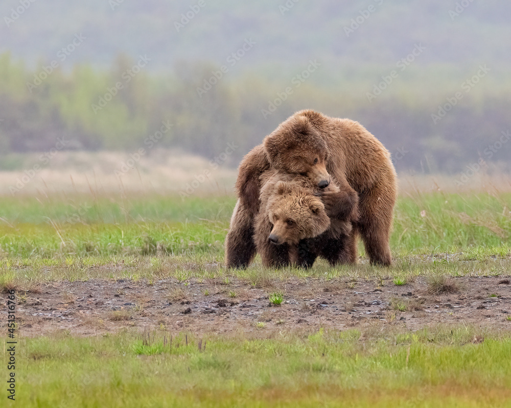 Alaska Peninsula Brown Bear or Coastal Brown Bear Playing Alaska Peninsula Brown Bear or Coastal Brown Bear Playing