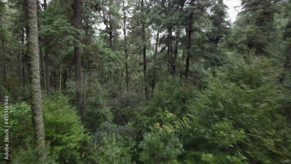 forest in the morning forest in the morning