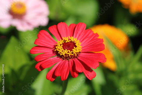 Zinnia Flower Petals Macro