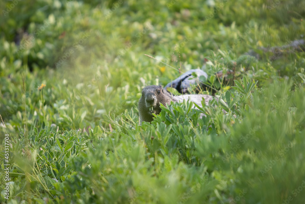 Obraz premium Groundhog of Garibaldi mountain, vancouver, British Columbia, Canada
