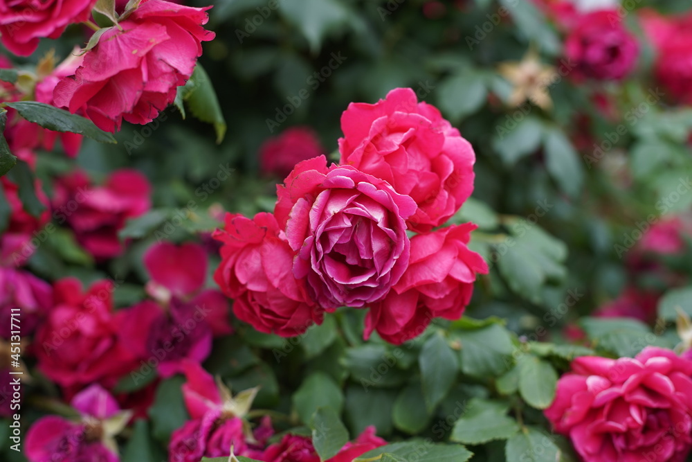 The numerous rose vines on the fence. The numerous rose vines on the fence.