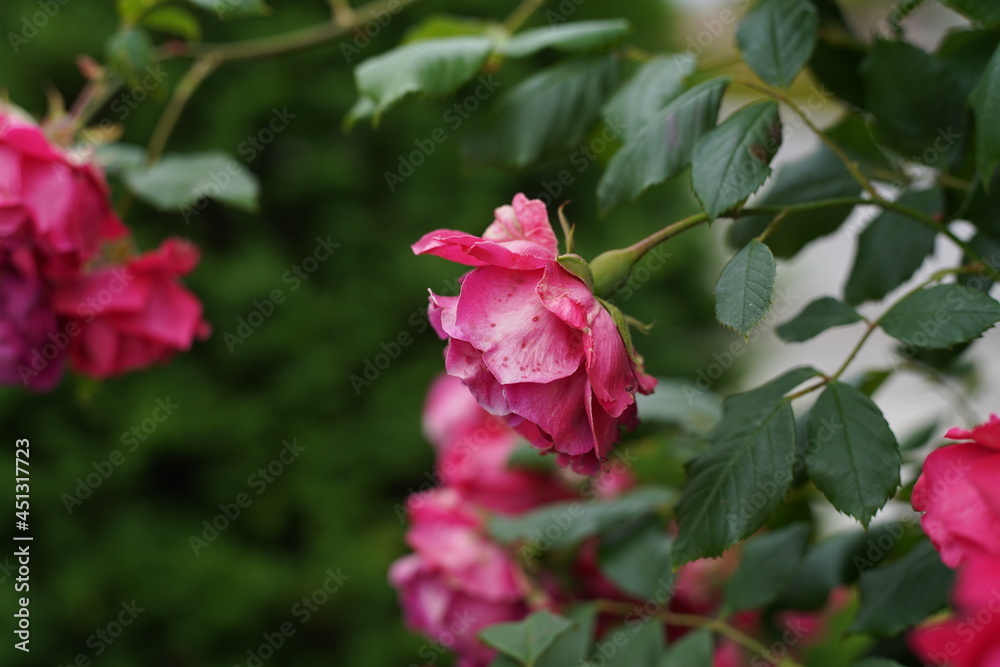 The numerous rose vines on the fence.