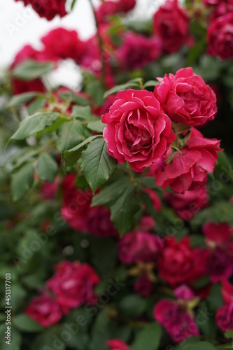 The numerous rose vines on the fence.