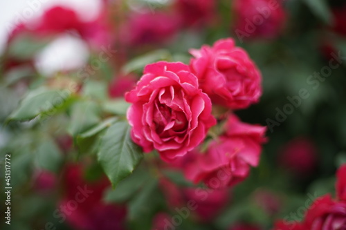 The numerous rose vines on the fence.