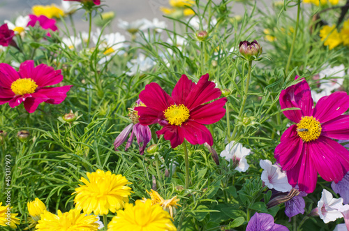 Pink Cosmos in a Garden