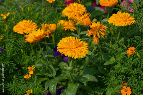 Yellow Flowers in a Summer Garden