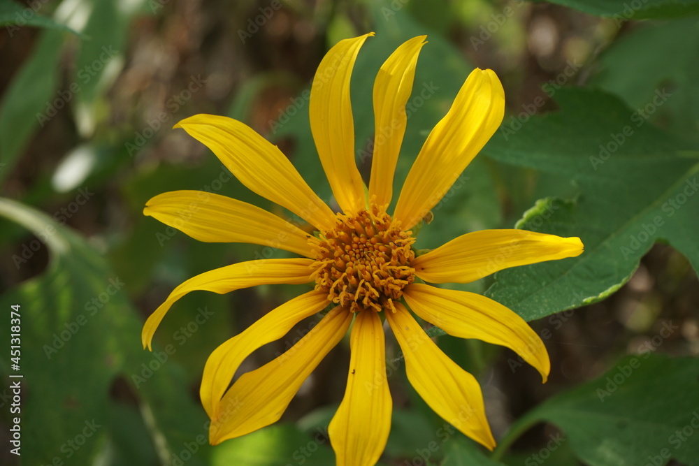 Mexican sunflower (Tithonia diversifolia) with a natural background. Also, use as herbal medicine for diabetes Mexican sunflower (Tithonia diversifolia) with a natural background. Also, use as herbal medicine for diabetes