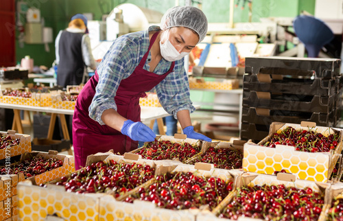 Asian professional female worker in face mask controlling quality of organic cherry in boxes at warehouse photo