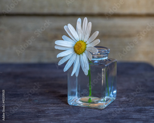 White chamomile in a small glass jar on the table © Elena