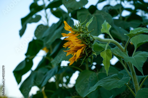 Side view of a yellow sunflower growing in a field. © Kathy